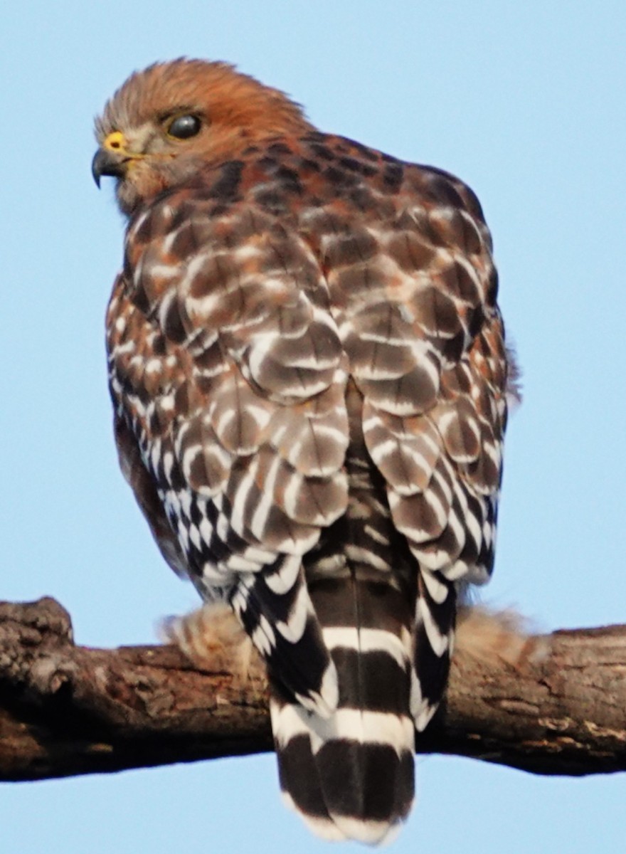 Канюк рудоплечий - ML646561360