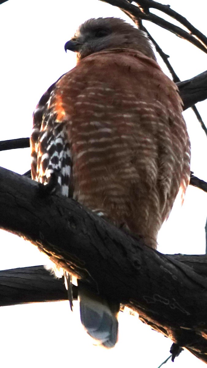 Канюк рудоплечий - ML646561361