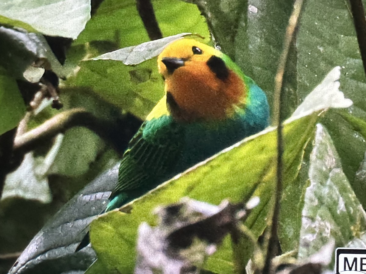Multicolored Tanager - ML646561363