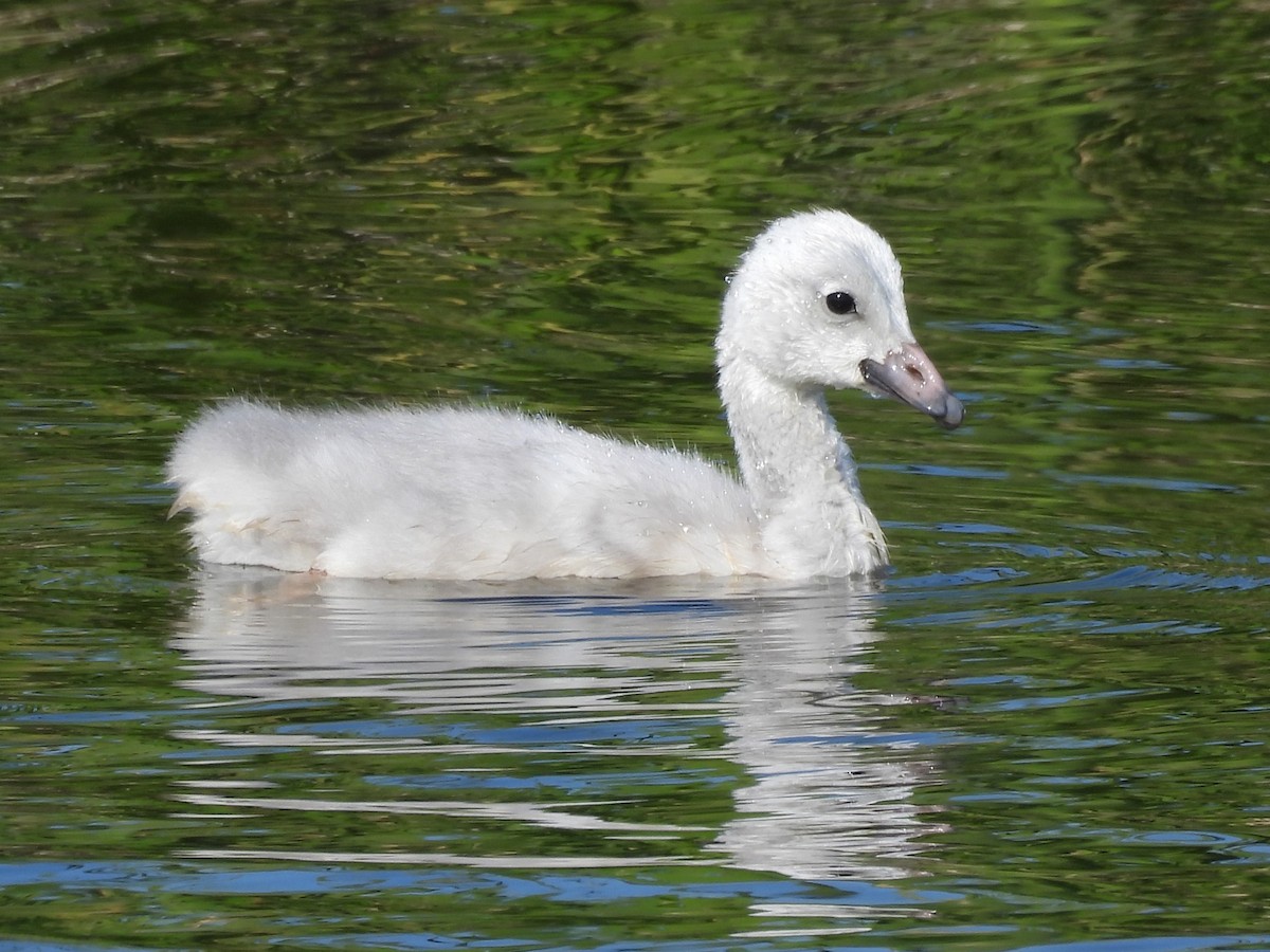 Cygne trompette - ML646561365