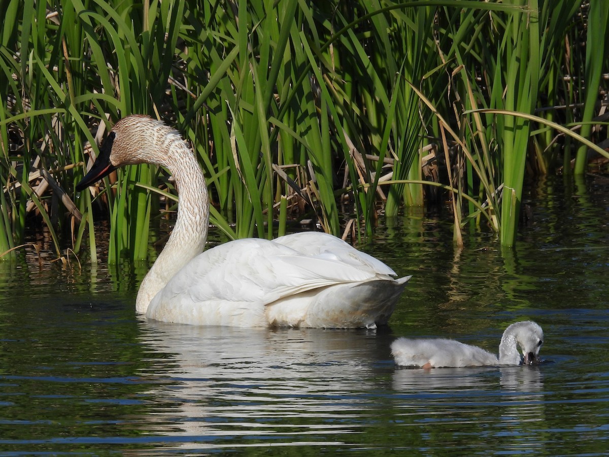 Cygne trompette - ML646561366