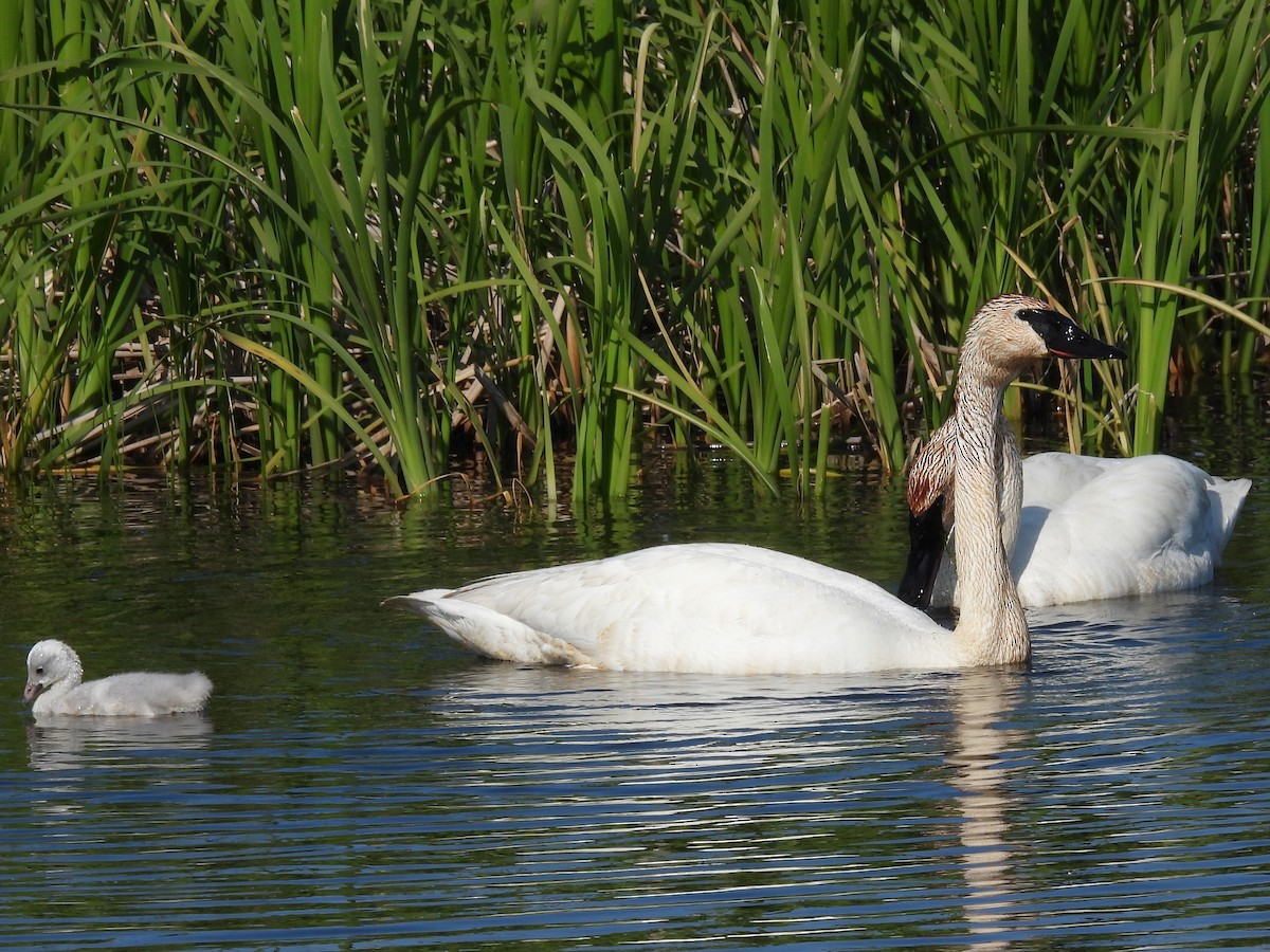 Cygne trompette - ML646561367