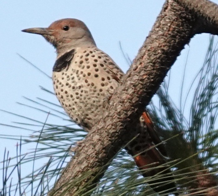 Декол золотистий - ML646561368