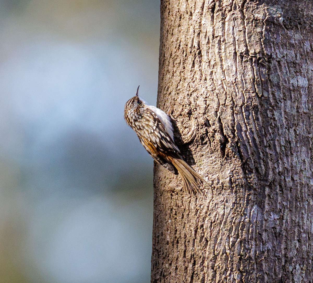šoupálek americký - ML646561370