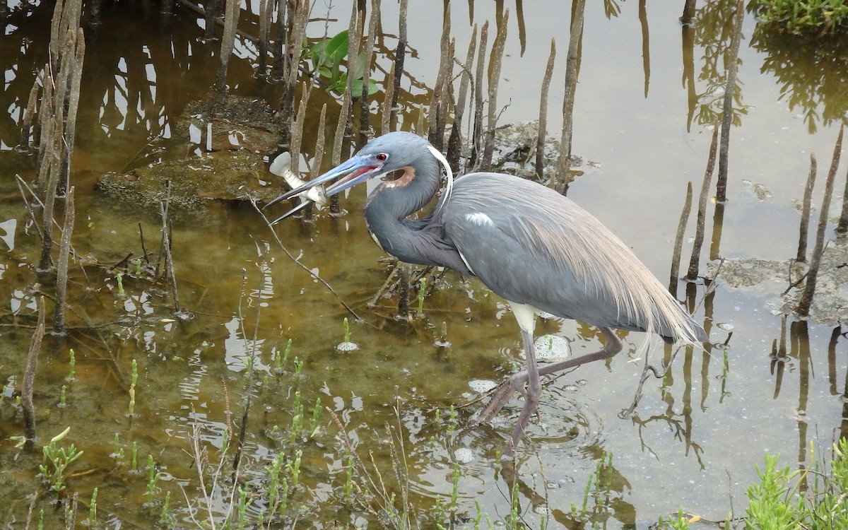 Tricolored Heron - ML646561371