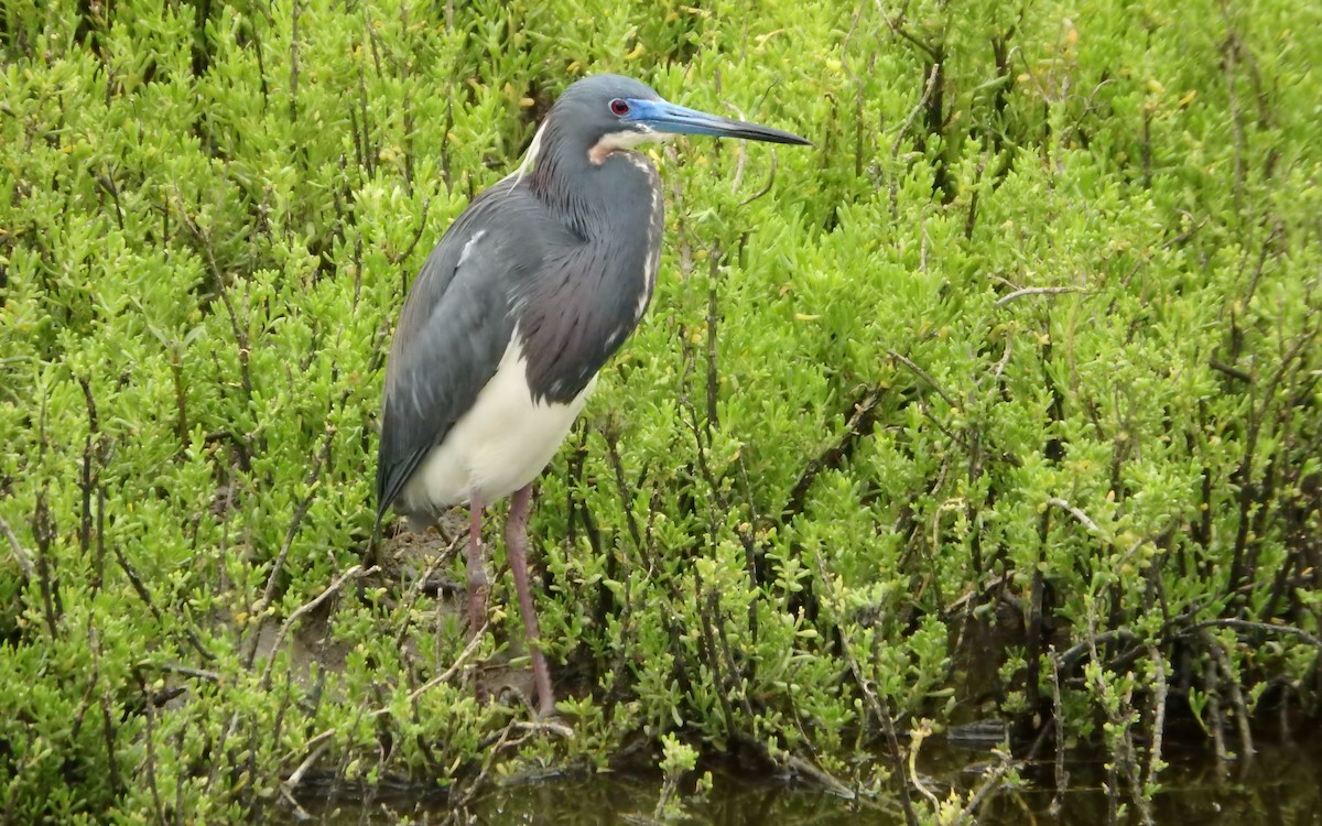 Tricolored Heron - ML646561373