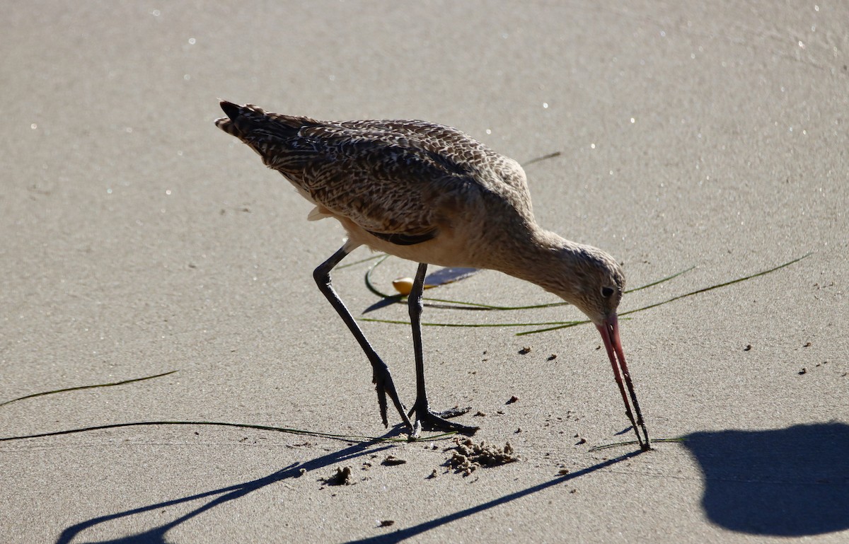 Marbled Godwit - ML646561377