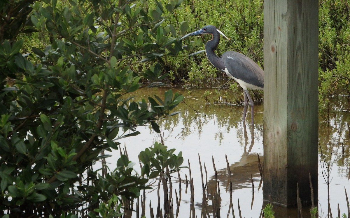 Tricolored Heron - ML646561379