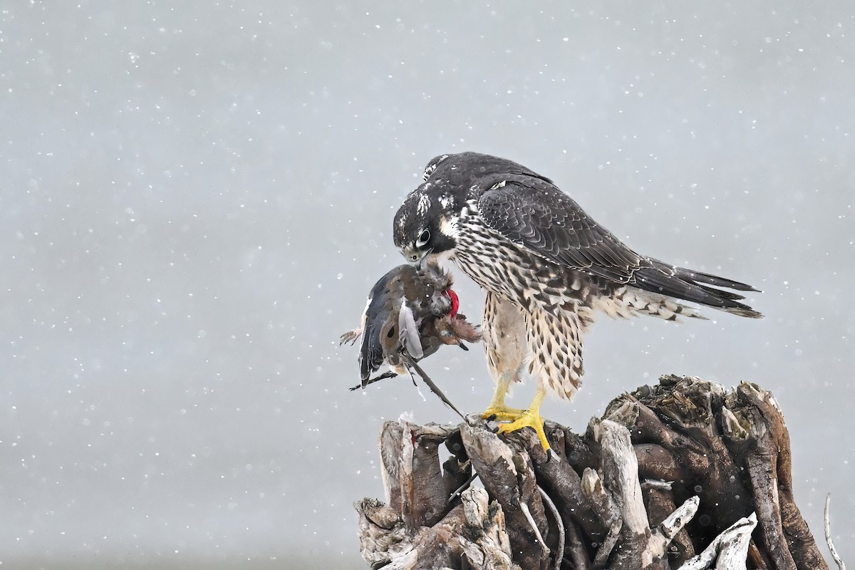 Peregrine Falcon - ML646561380