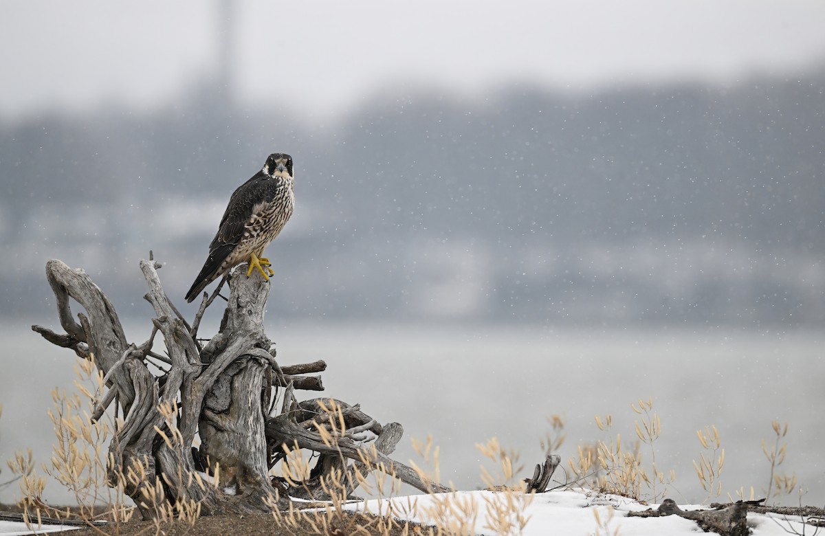 Peregrine Falcon - ML646561382