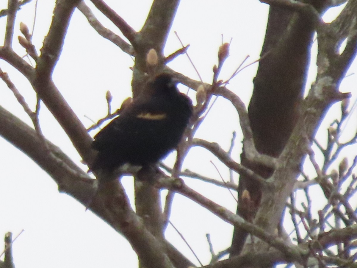 Red-winged Blackbird - ML646561383