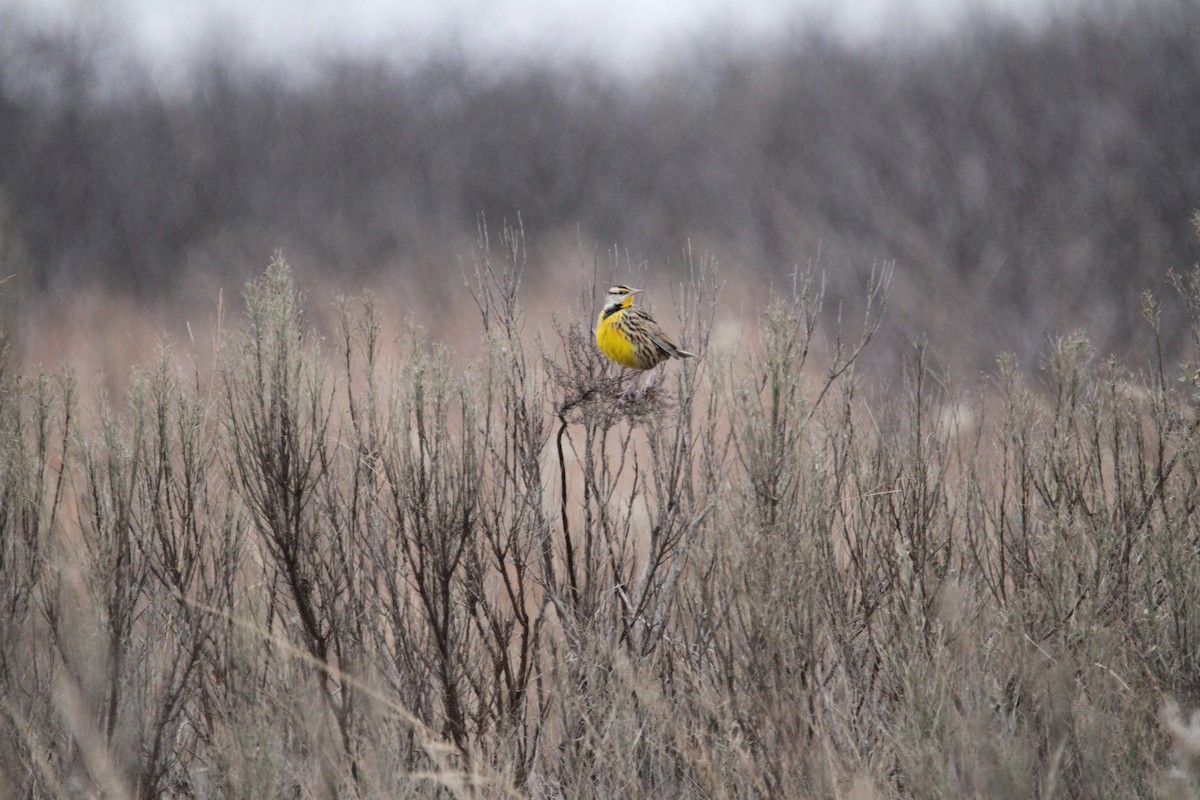 Eastern Meadowlark - ML646561384