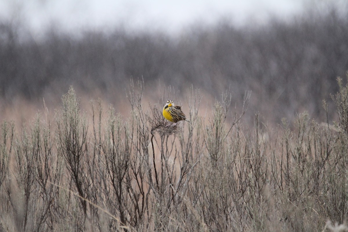 Eastern Meadowlark - ML646561385