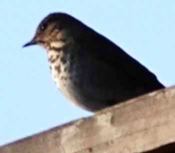 Дрізд-короткодзьоб плямистоволий - ML646561391