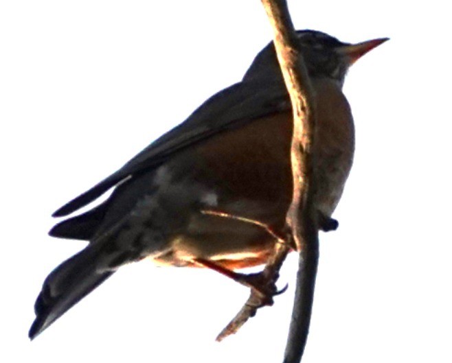 Дрізд мандрівний - ML646561394