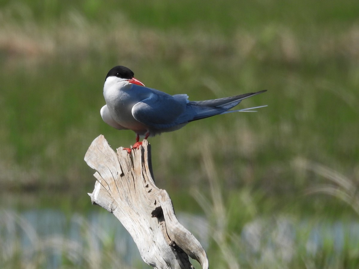 Sterne arctique - ML646561396