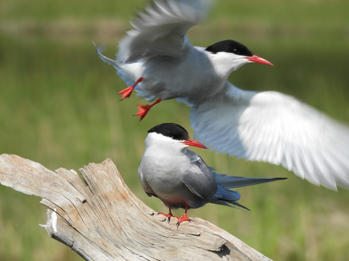 Sterne arctique - ML646561397