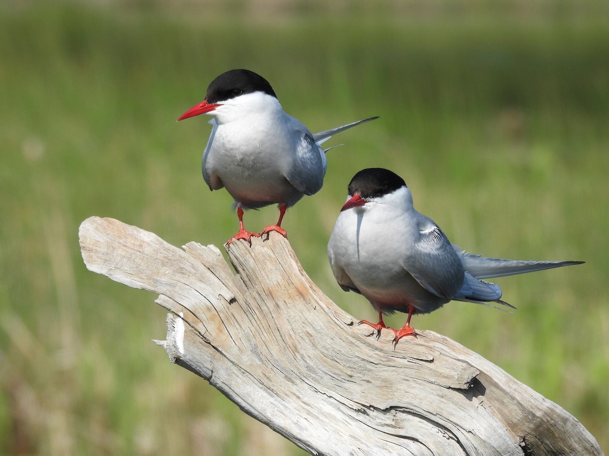 Sterne arctique - ML646561398