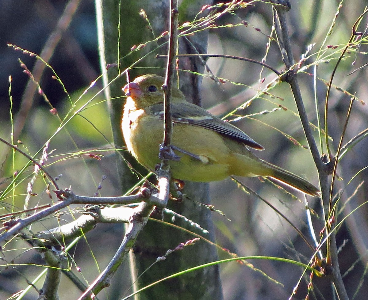 Morelet's Seedeater - ML646561400