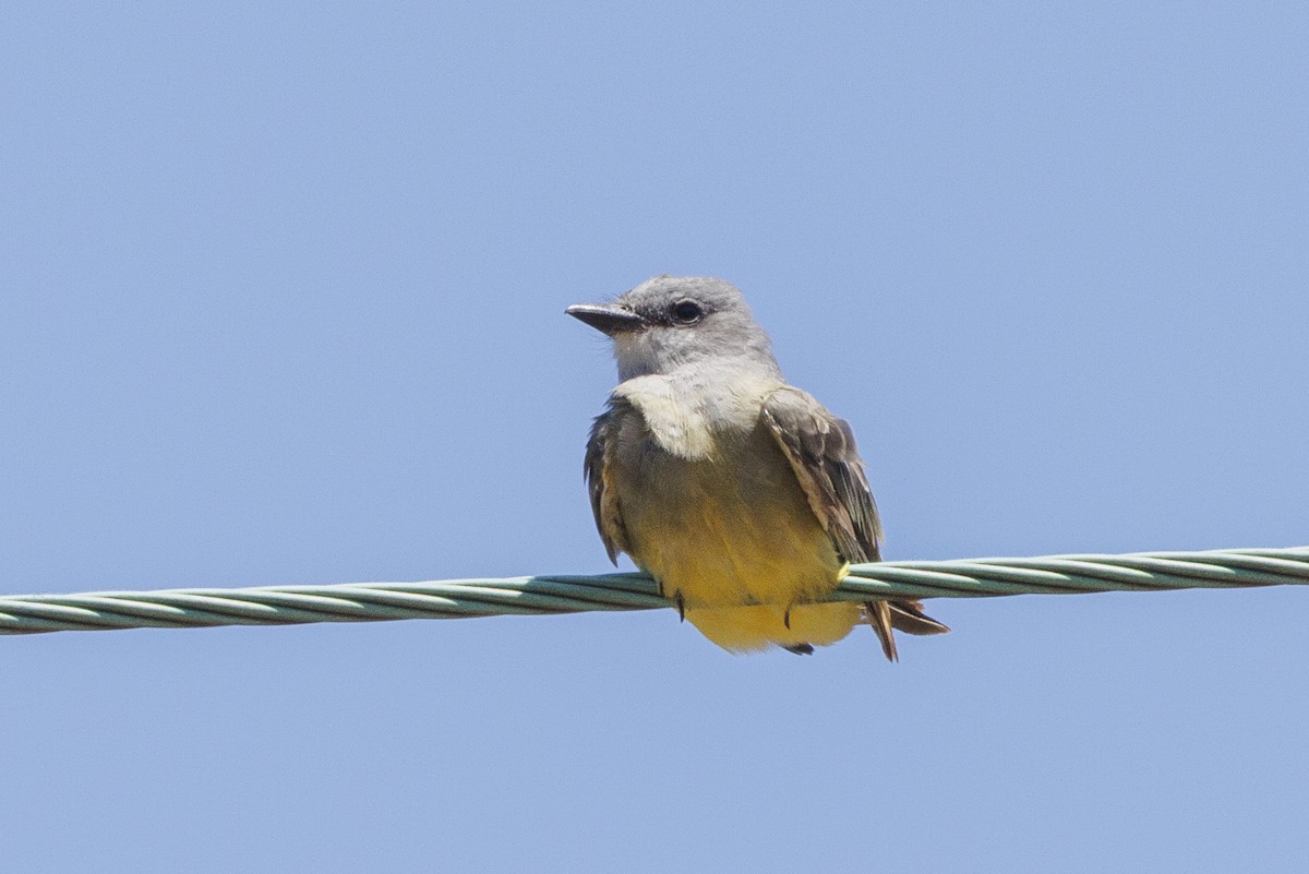 Cassin's Kingbird - ML646561405