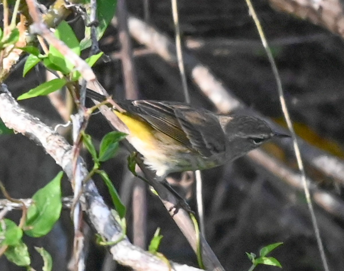 Пальмовая древесница - ML646561406