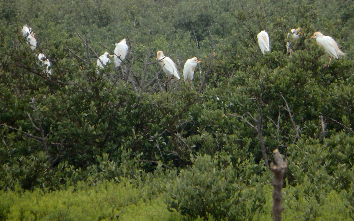 Western Cattle-Egret - ML646561407