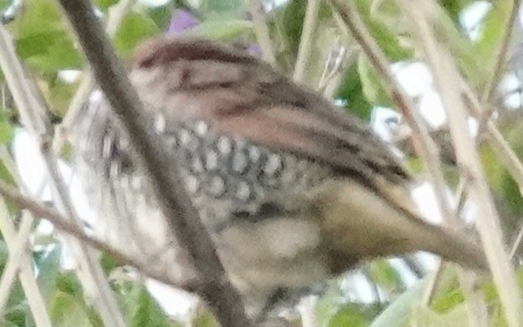 Capucin damier - ML646561408