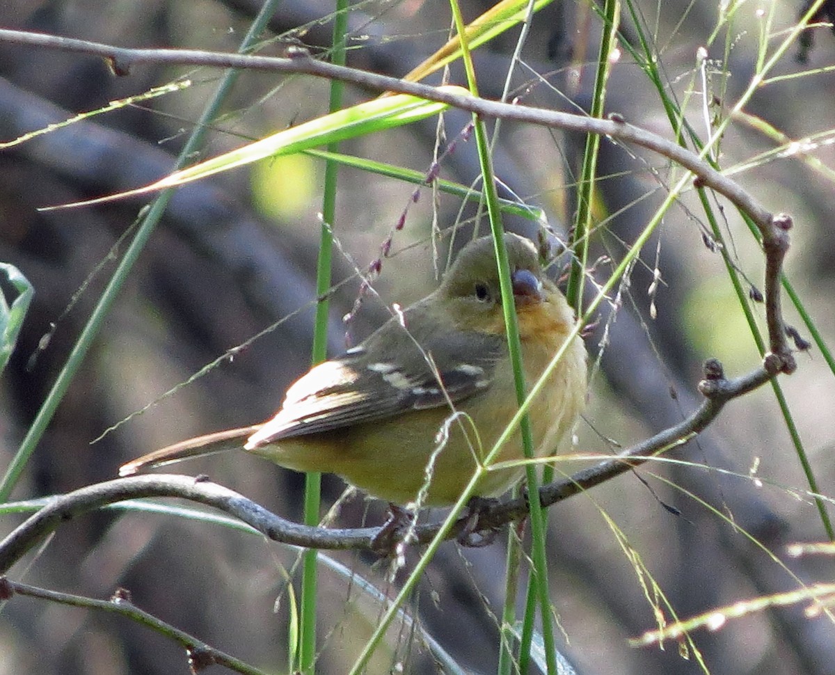 Morelet's Seedeater - ML646561409