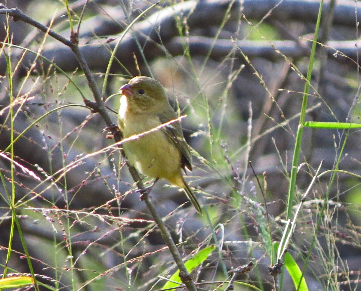 Morelet's Seedeater - ML646561410