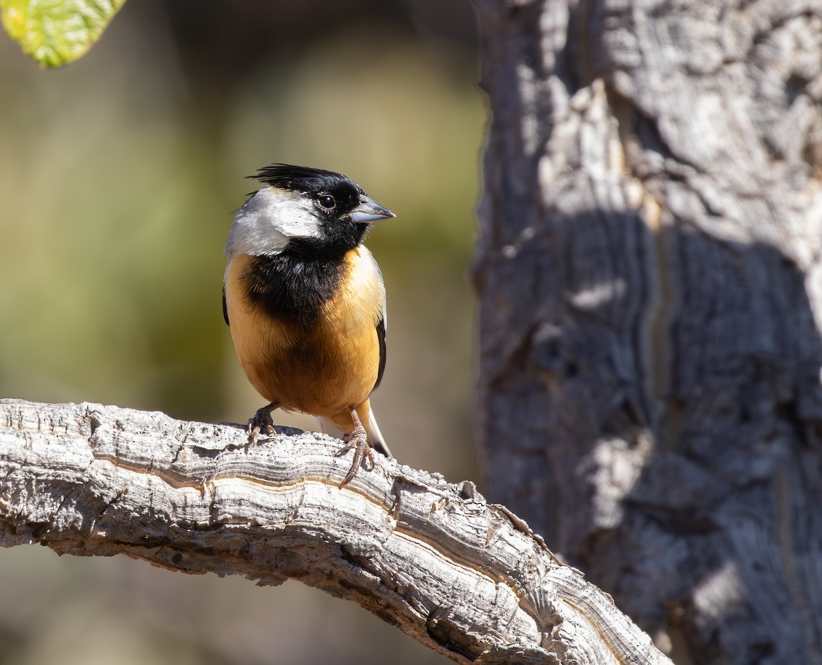 Coal-crested Finch - ML646561415