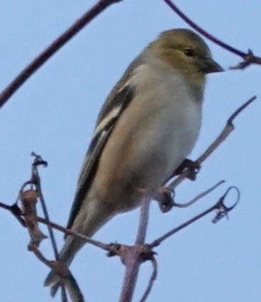 Чиж золотий - ML646561417