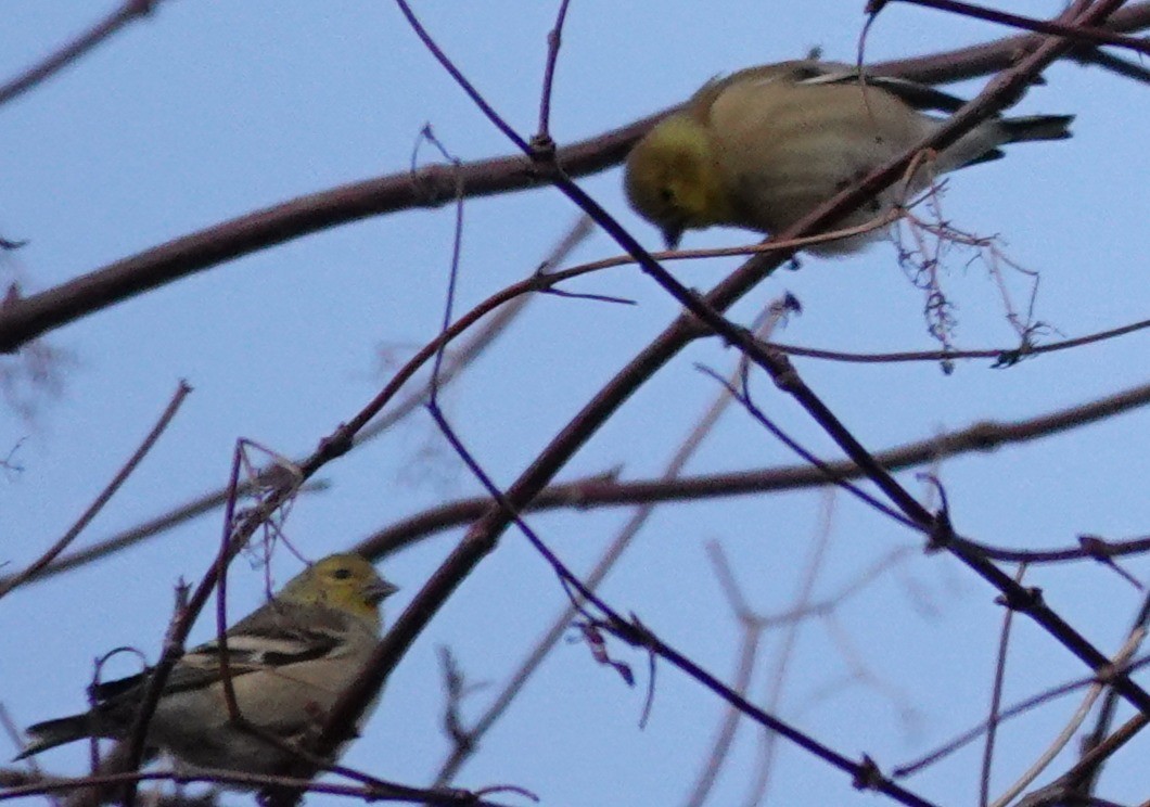 Чиж золотий - ML646561418