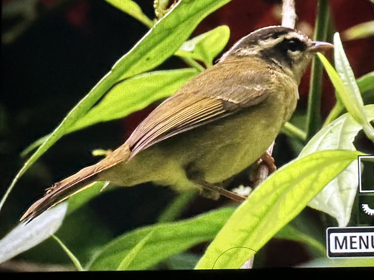 Three-striped Warbler - ML646561419