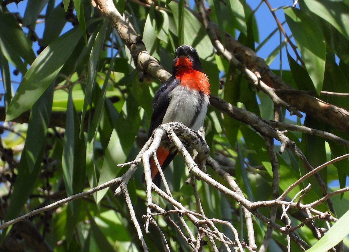 Mistletoebird - ML646561424