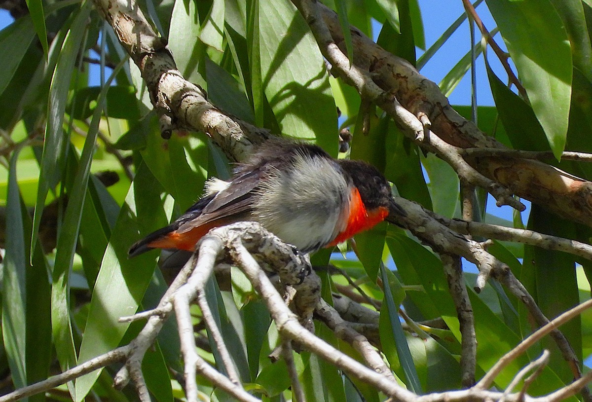 Mistletoebird - ML646561426