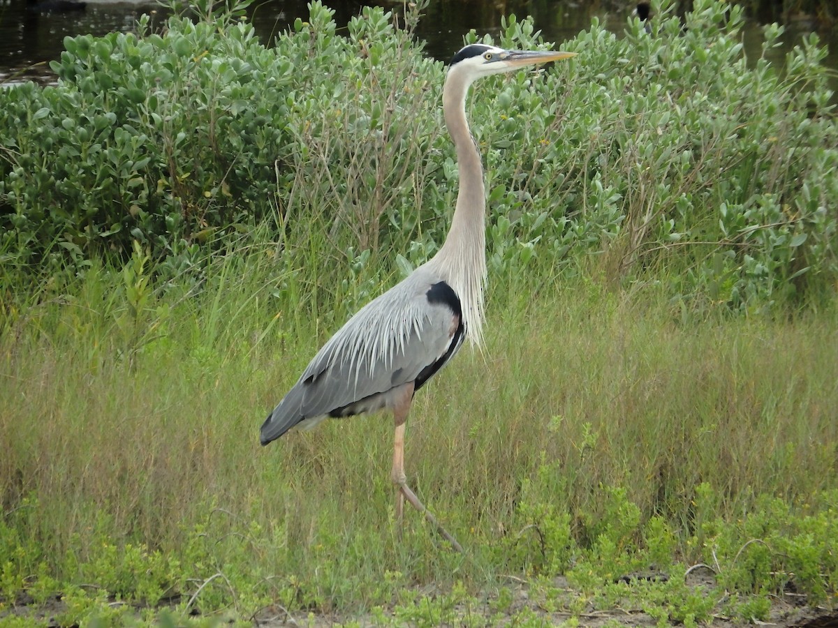 Great Blue Heron - ML646561428