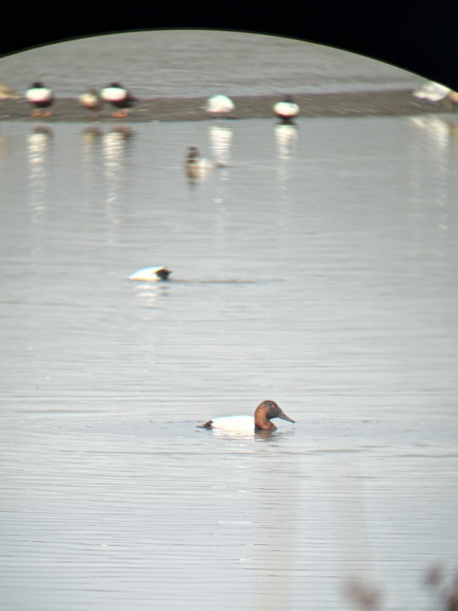 Canvasback - ML646561435