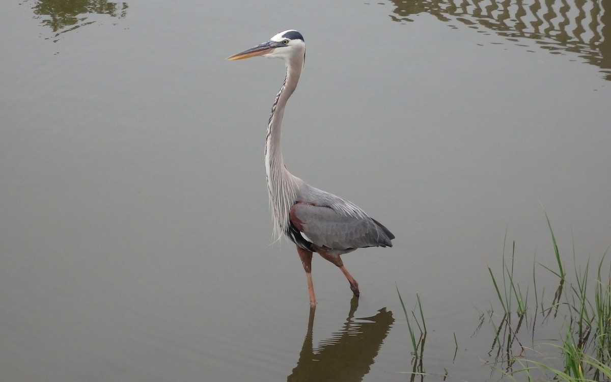 Great Blue Heron - ML646561438