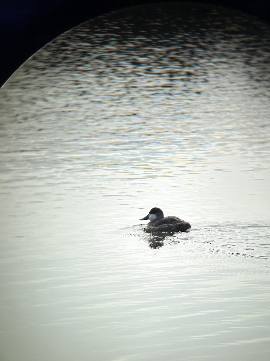 Ruddy Duck - ML646561439