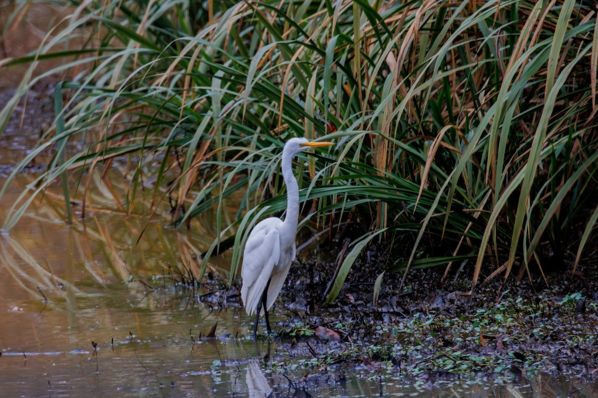 volavka bílá - ML646561440