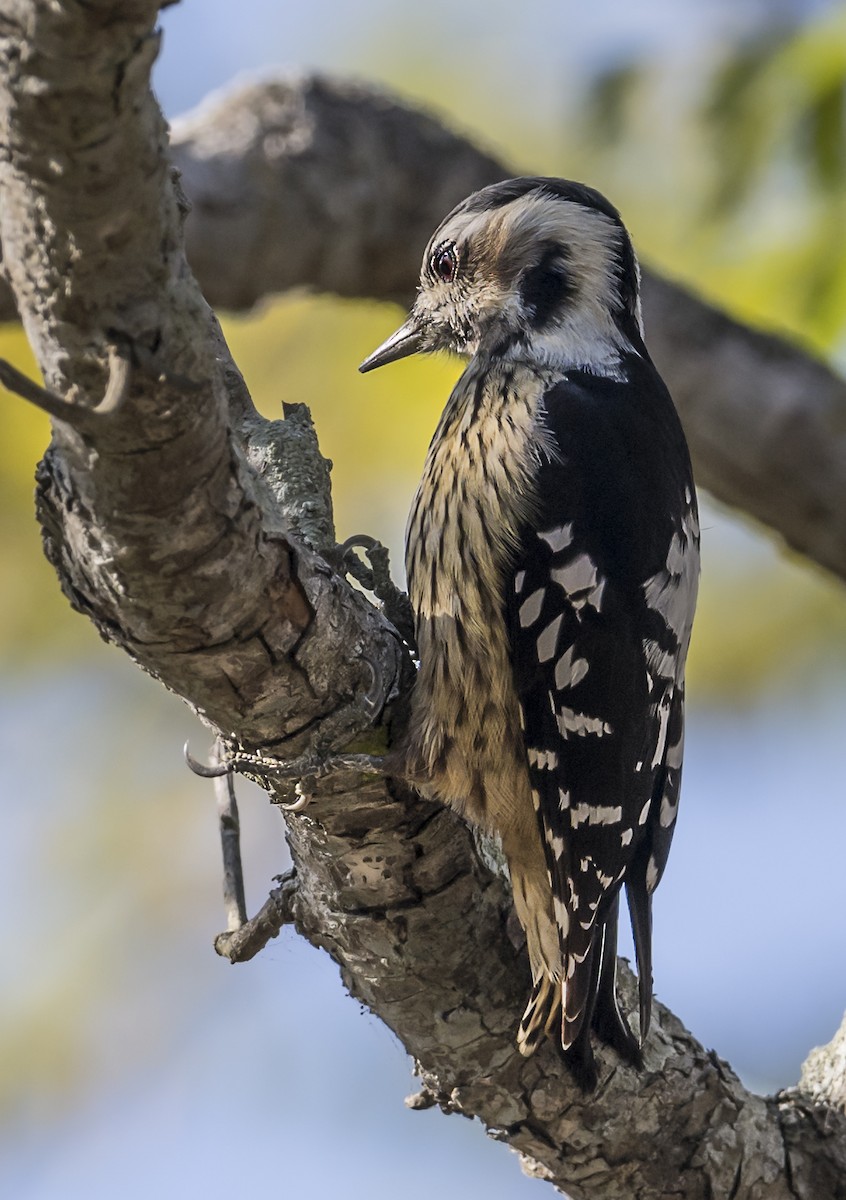 Gray-capped Pygmy Woodpecker - ML646561441