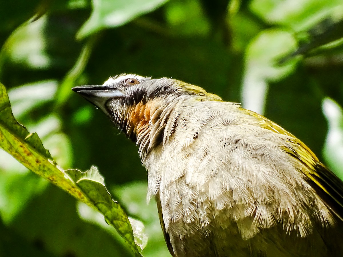 Saltator des grands-bois - ML646561442