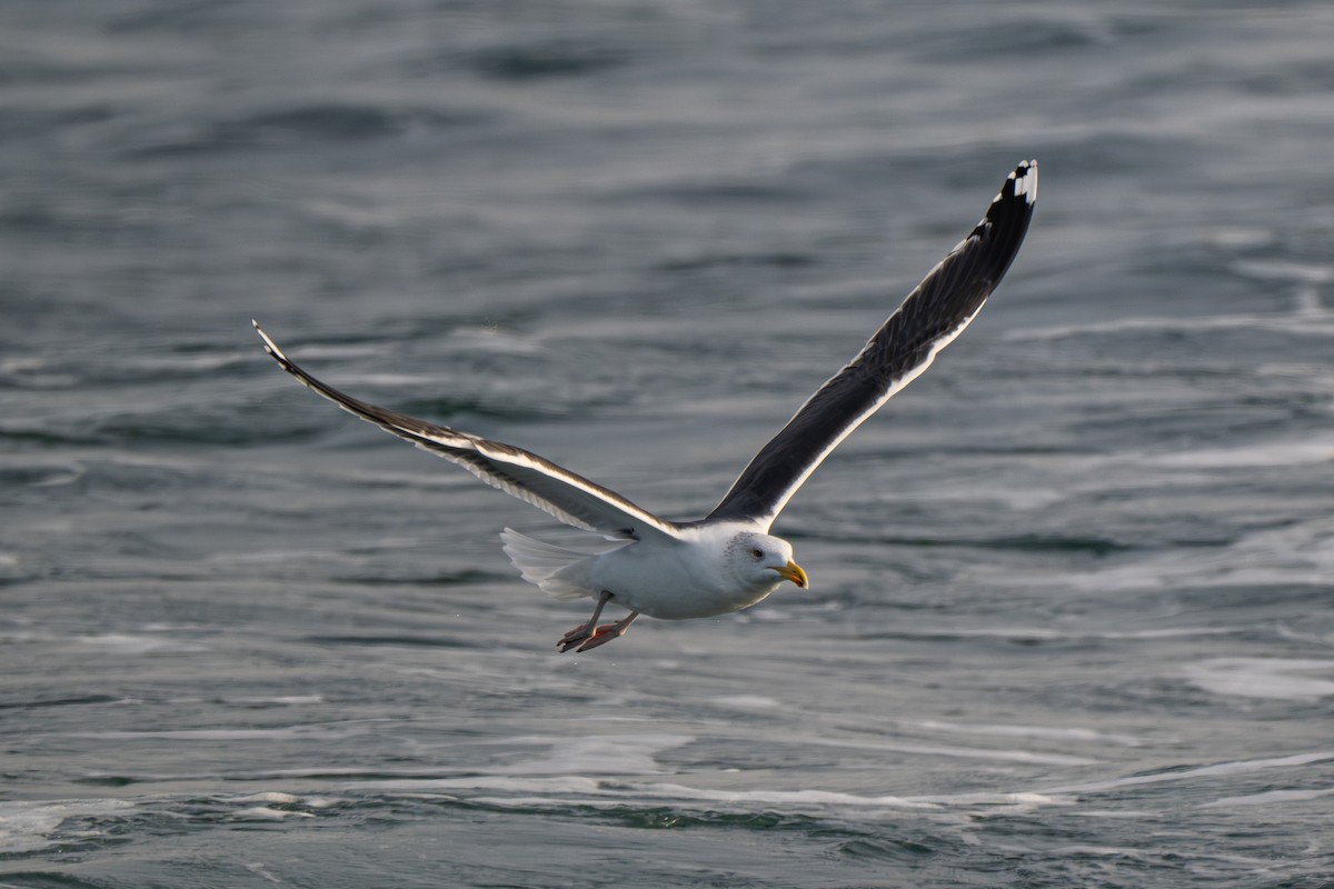 Mantelmöwe - ML646561444