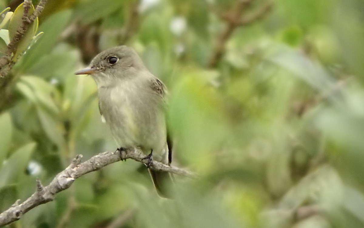 Eastern Wood-Pewee - ML646561447