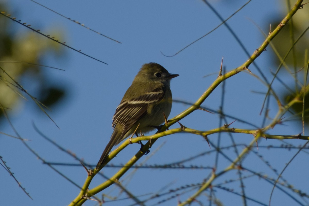 Hammond's Flycatcher - ML646561448