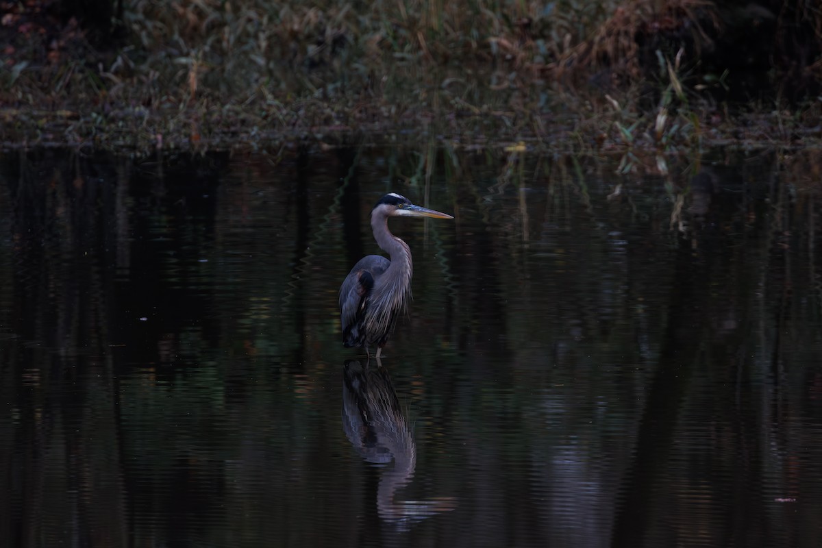 volavka velká - ML646561449