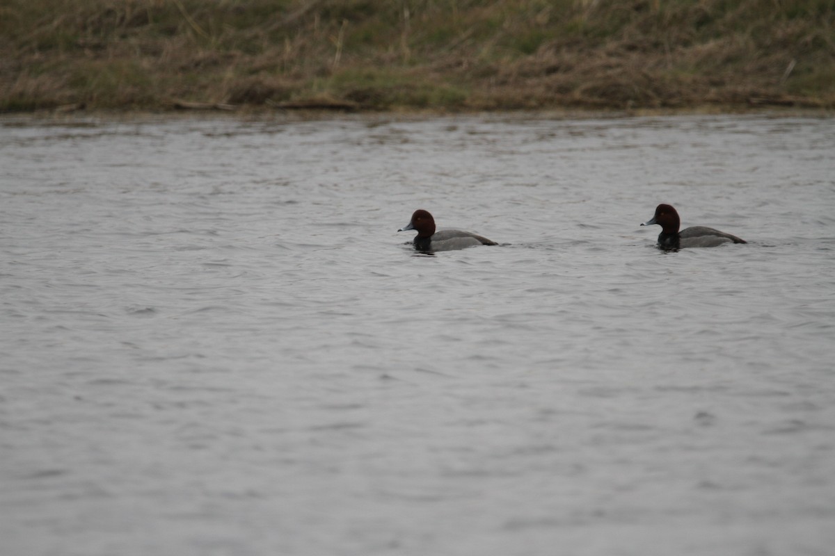 Porrón Americano - ML646561450