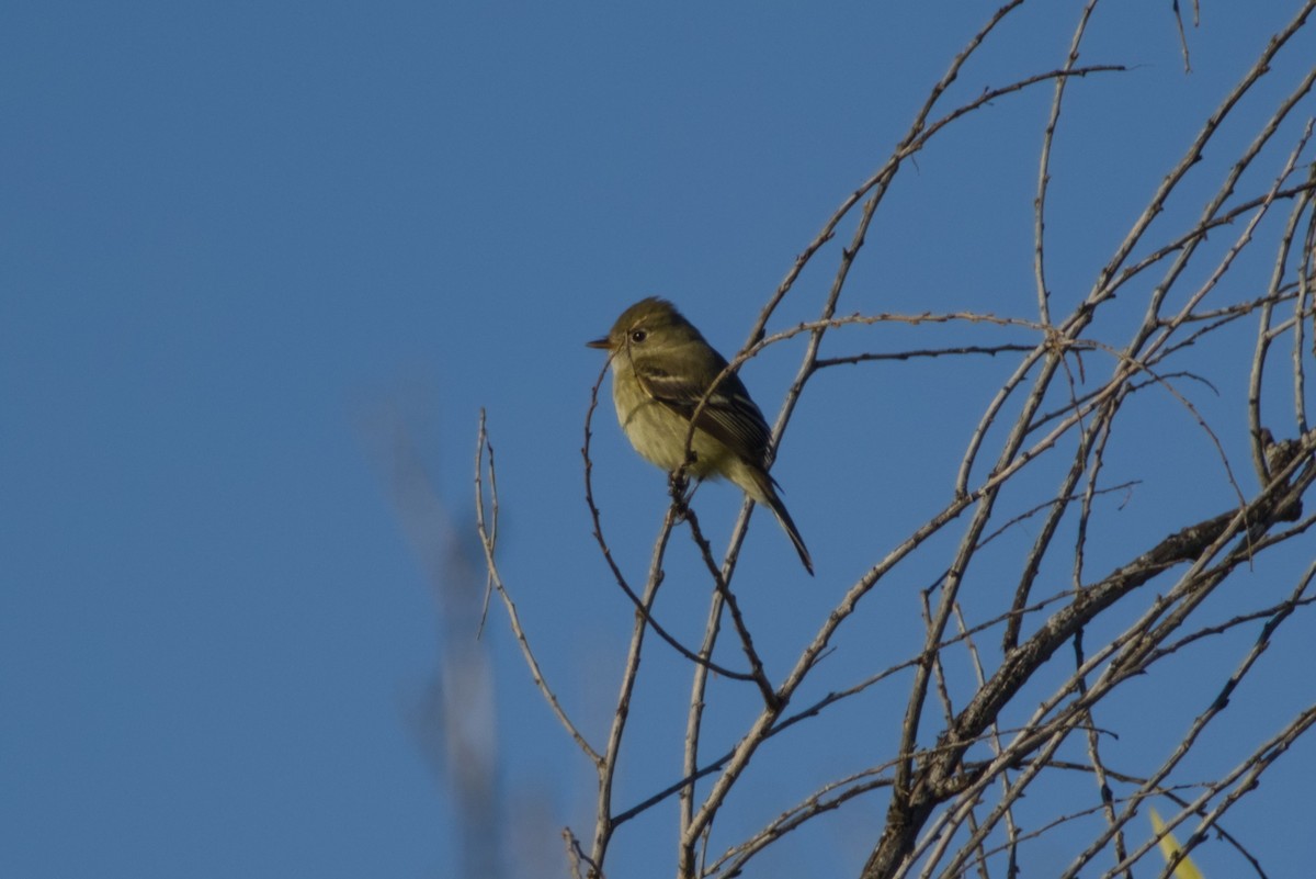 Hammond's Flycatcher - ML646561452