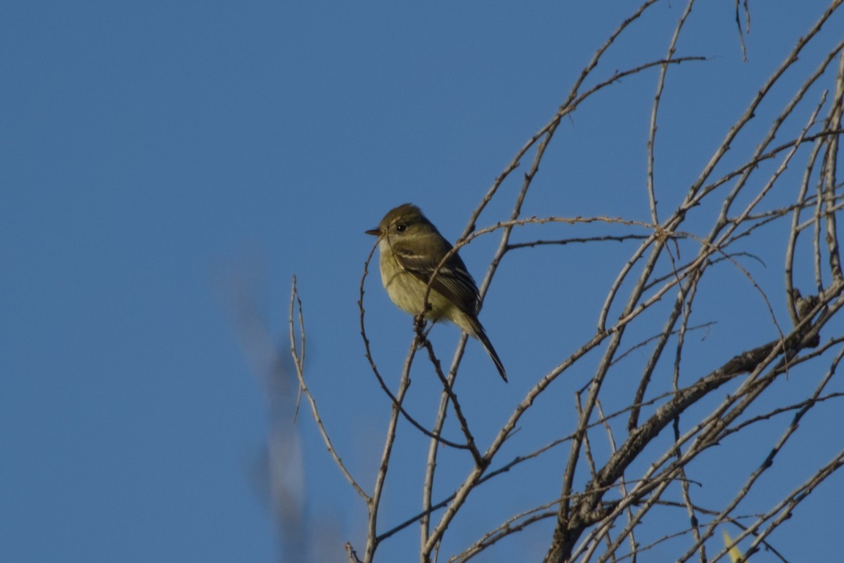 Hammond's Flycatcher - ML646561453