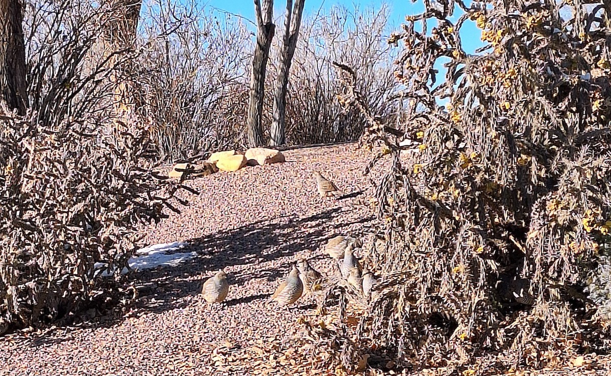 Scaled Quail - ML646561455